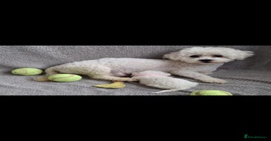 Bichon Frise dogs - Advert 9