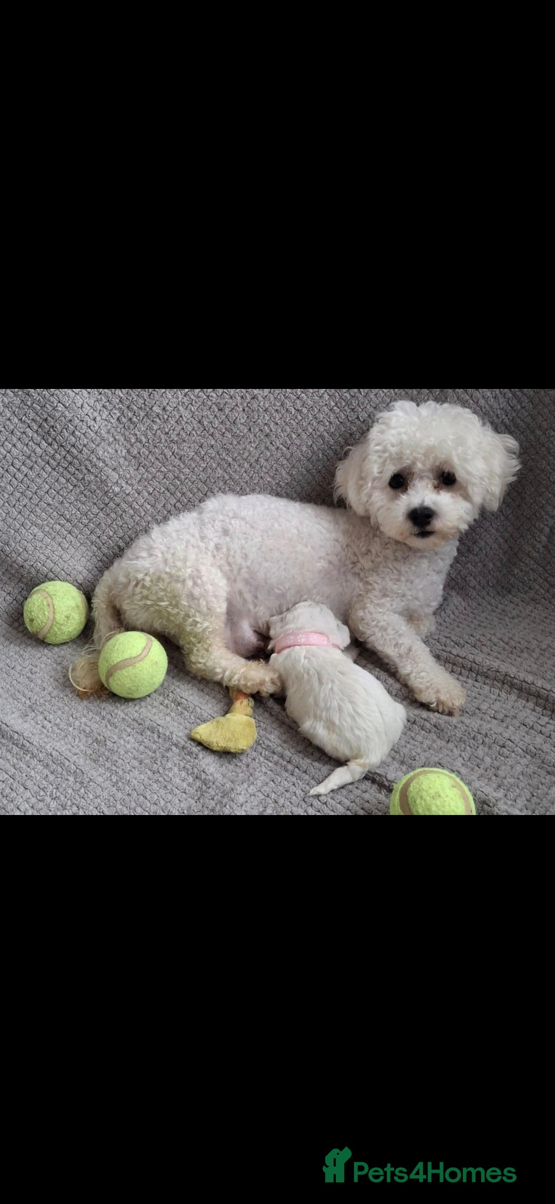 Bichon Frise dogs for sale: Beautiful Bichon Frise Litter 3M/1F – Puppy Pack - Image 12