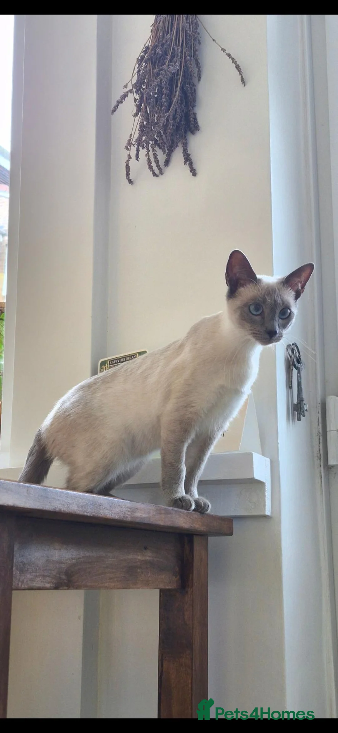 Ragamese cats for sale: Lovely Ragamese cat for sale in Todmorden - Advert 2