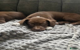 Mixed Breed dogs for sale: 🐾🐾🐾Siberian husky/french spaniel puppies 🐾🐾🐾 - Image 5