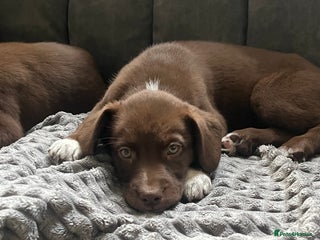 Mixed Breed dogs - Advert 7
