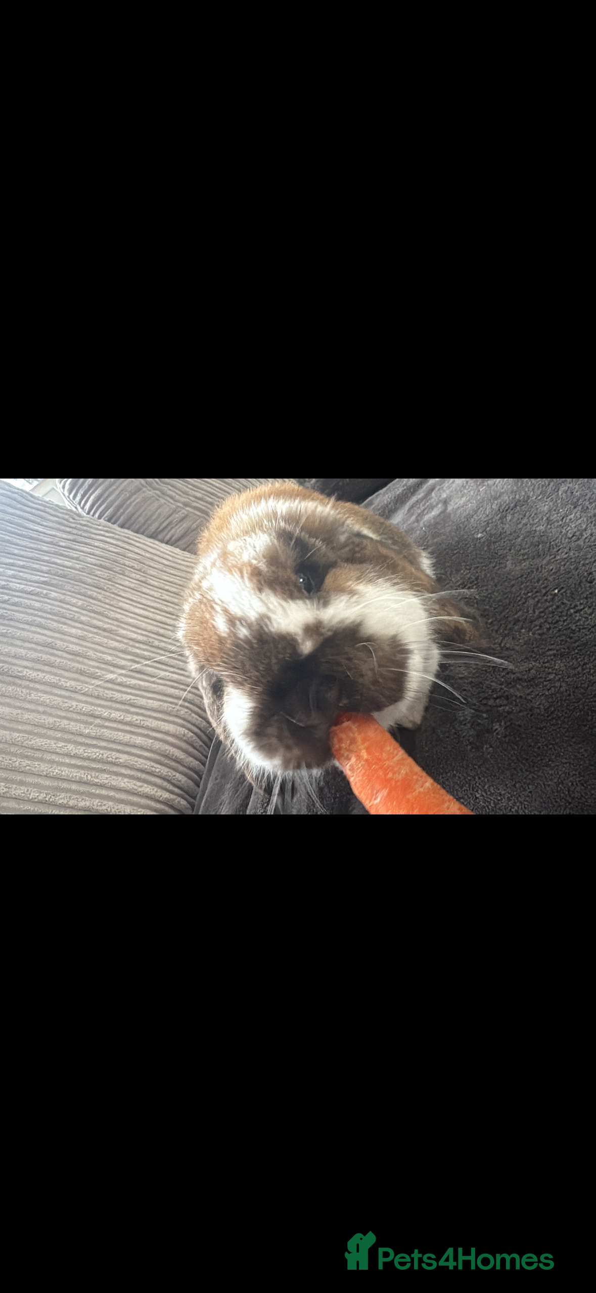 Mini Lop rabbits Gorgeous mini lop for sale  - Advert 1