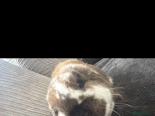 Mini Lop rabbits Gorgeous mini lop for sale - Advert 1