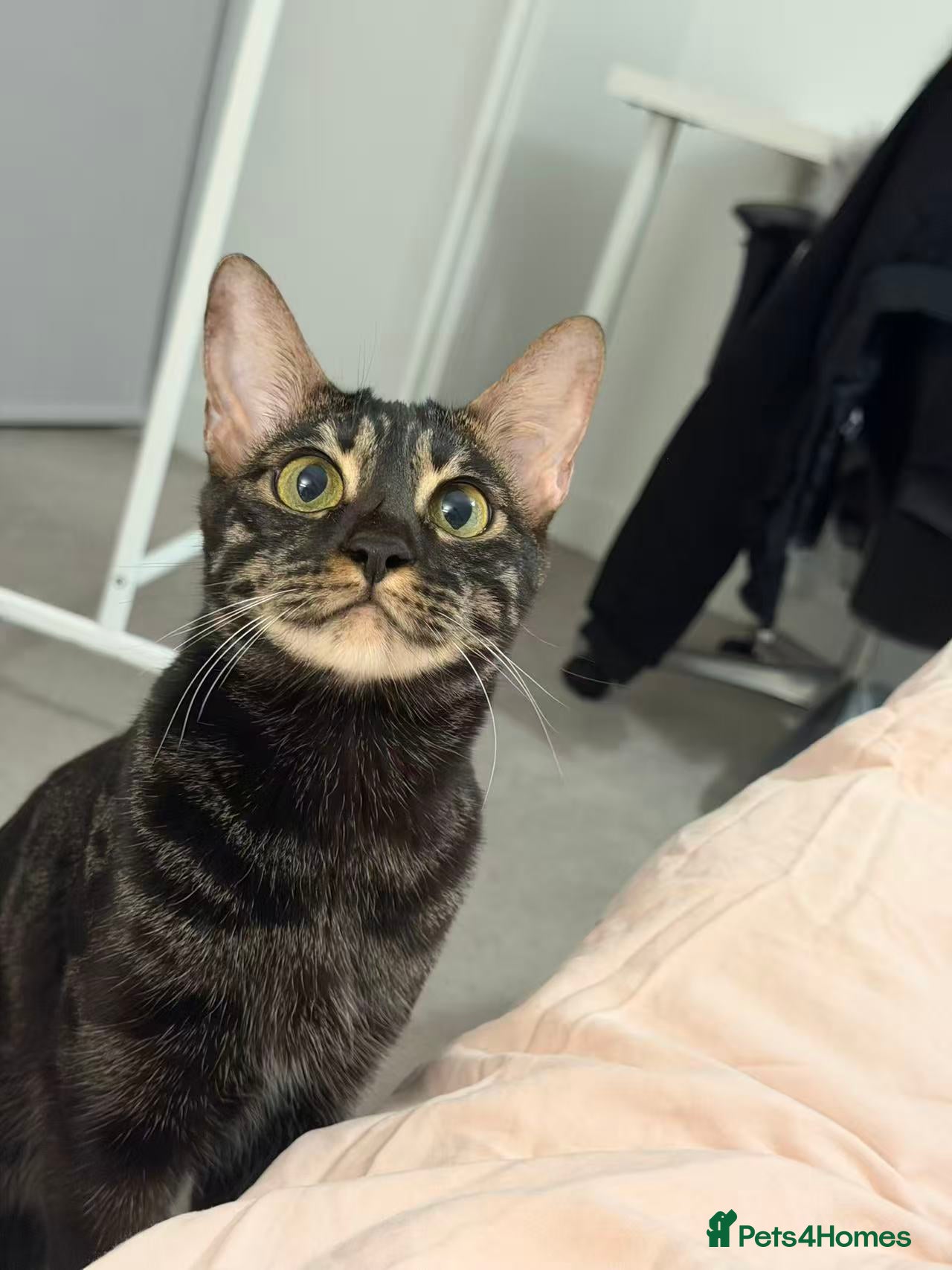 Bengal cats Black Bengal female looking for a loving new home - Advert 1