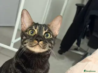 Bengal cats Black Bengal female looking for a loving new home - Advert 1