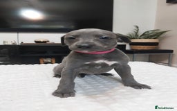 Whippet dogs for sale: Whippet pups  - Image 11
