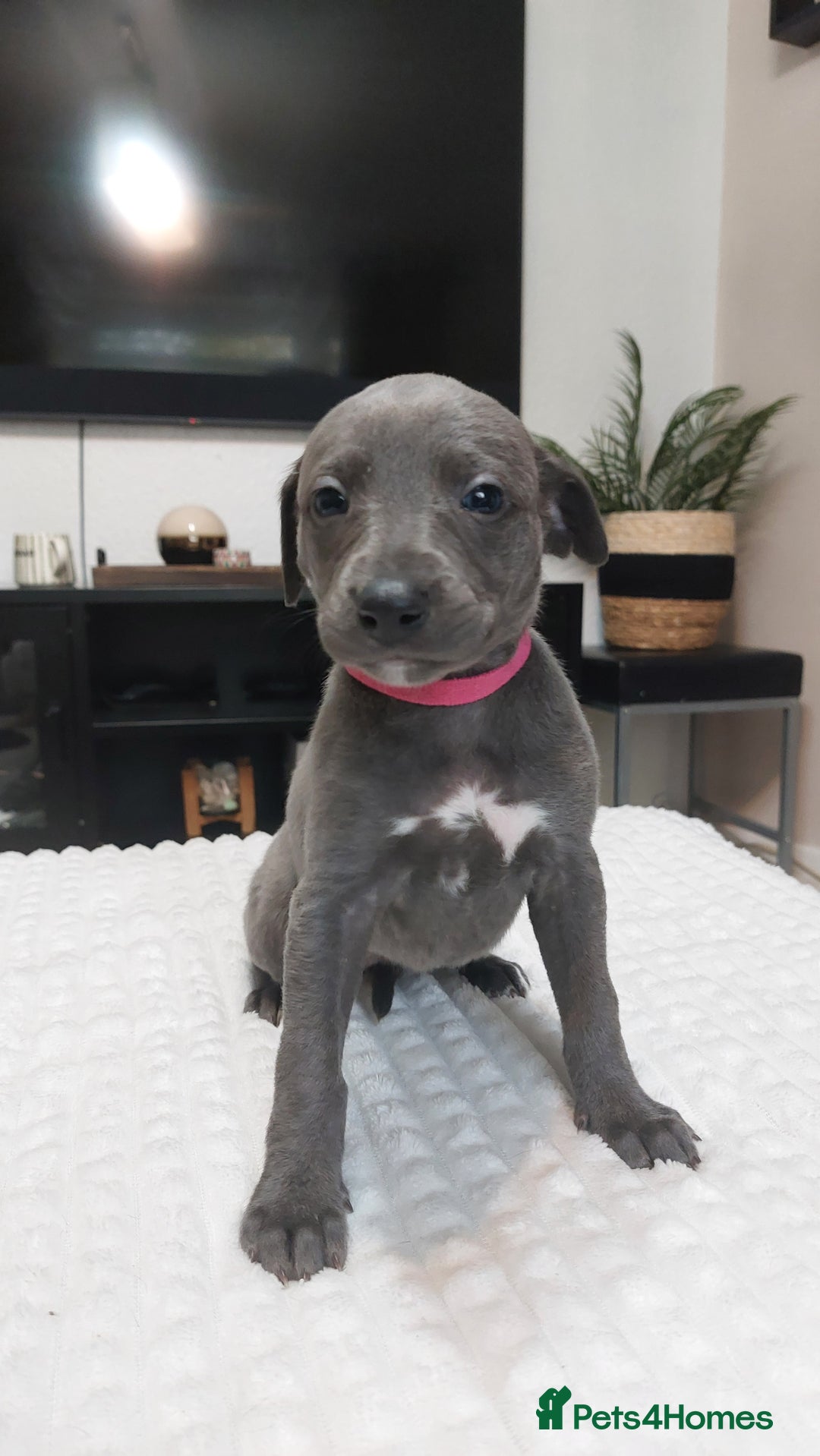Whippet dogs for sale: Whippet pups  - Image 11