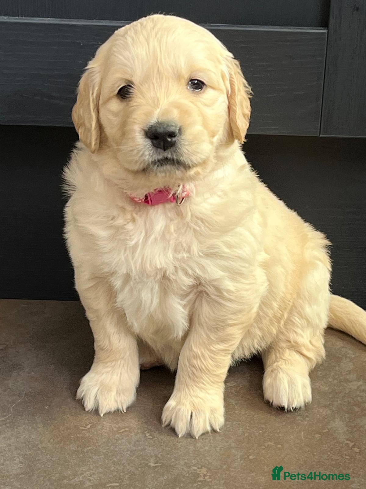 Golden Retriever dogs Kennel Club Registered Golden Retriever Puppies  - Advert 18