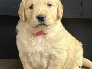 Golden Retriever dogs Kennel Club Registered Golden Retriever Puppies - Advert 18