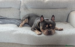 American Bully dogs for sale: Pocket bully  - Image 5