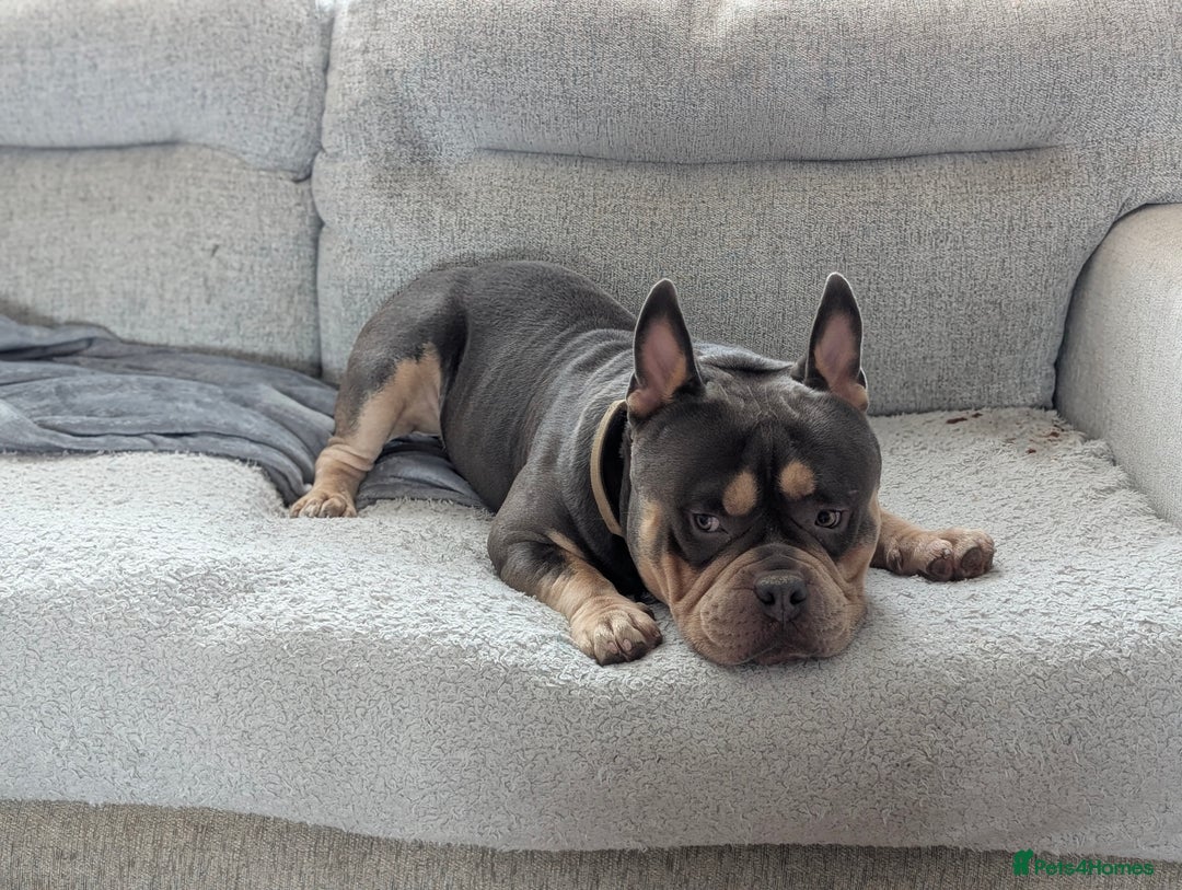American Bully dogs for sale: Pocket bully  - Image 5