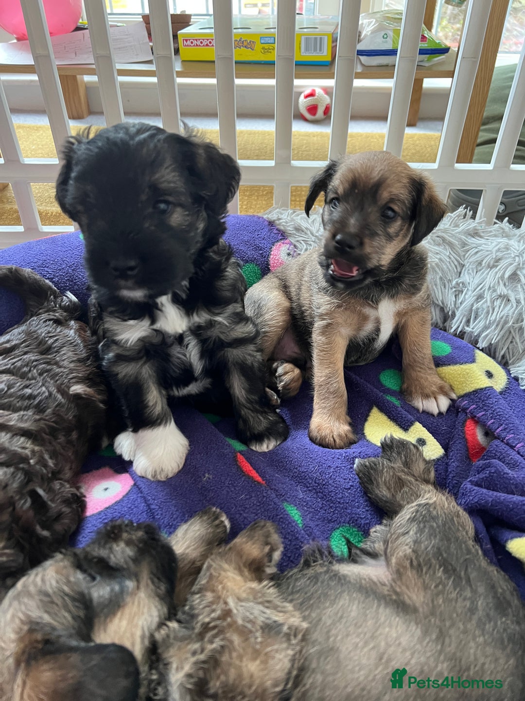 Mixed Breed dogs for sale: Schnackadoodles (Mini Schnauzer X Jackadoodle) - Image 11