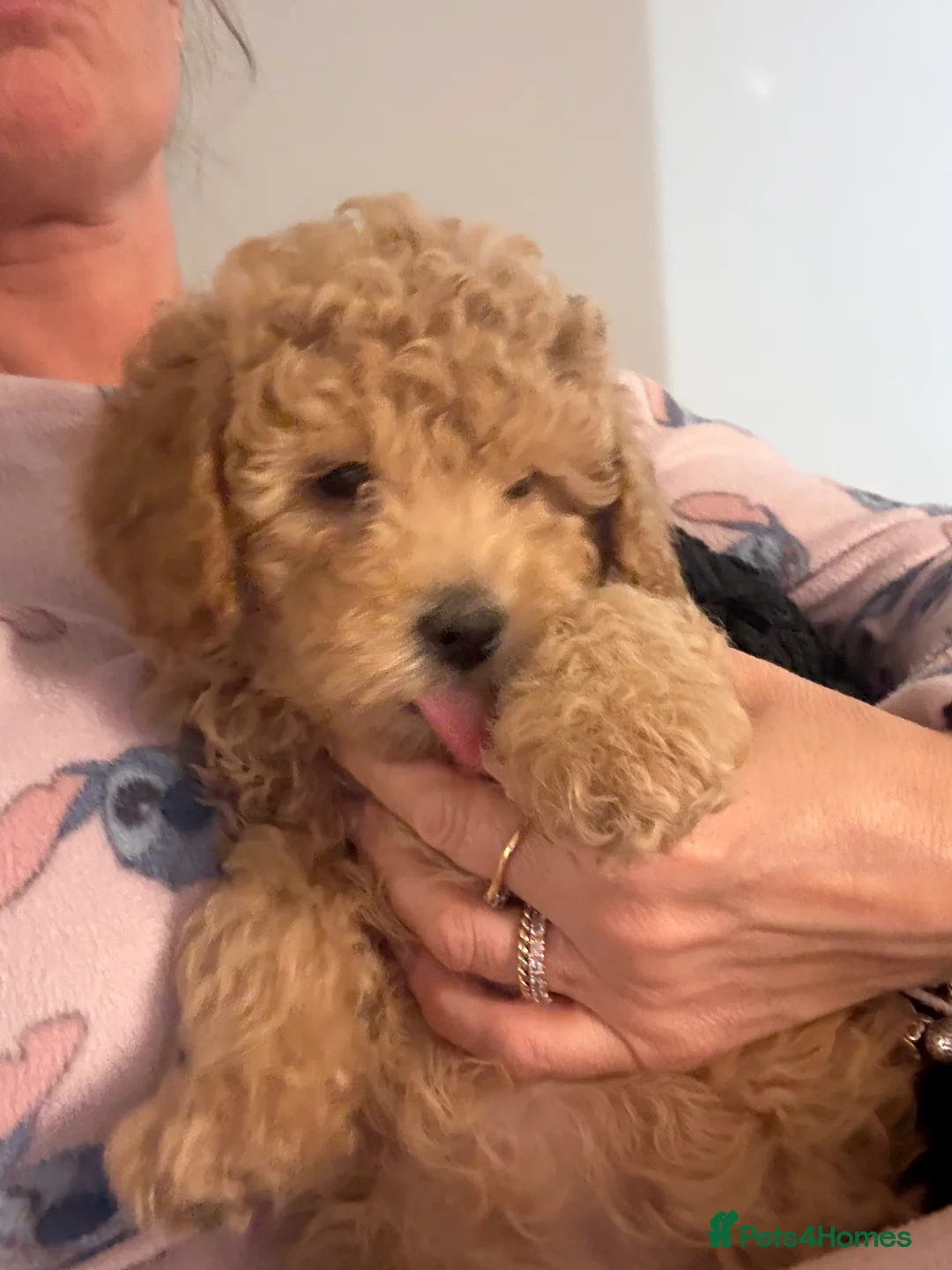 Maltipoo dogs for sale: Ready this week 🧸 - Advert 5