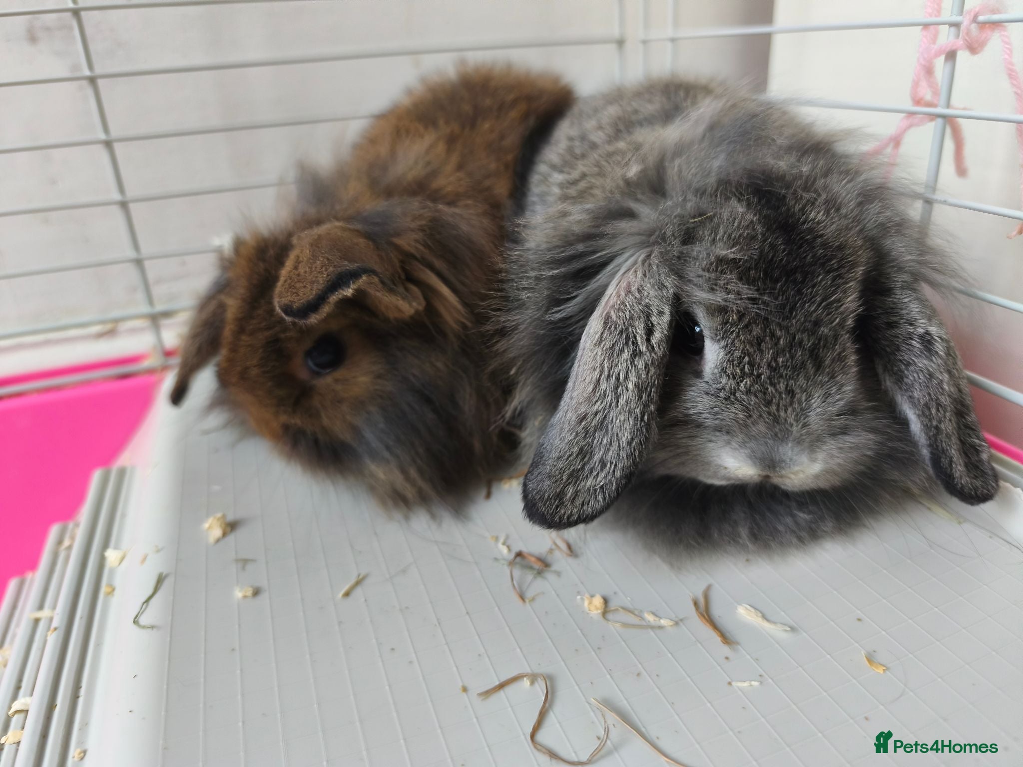 Mini Lop rabbits Stunning Mini Lion Lops - Advert 1
