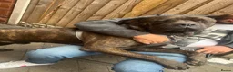 Mixed Breed dogs for stud: For stud. MastiffxCorso dog - Advert 8