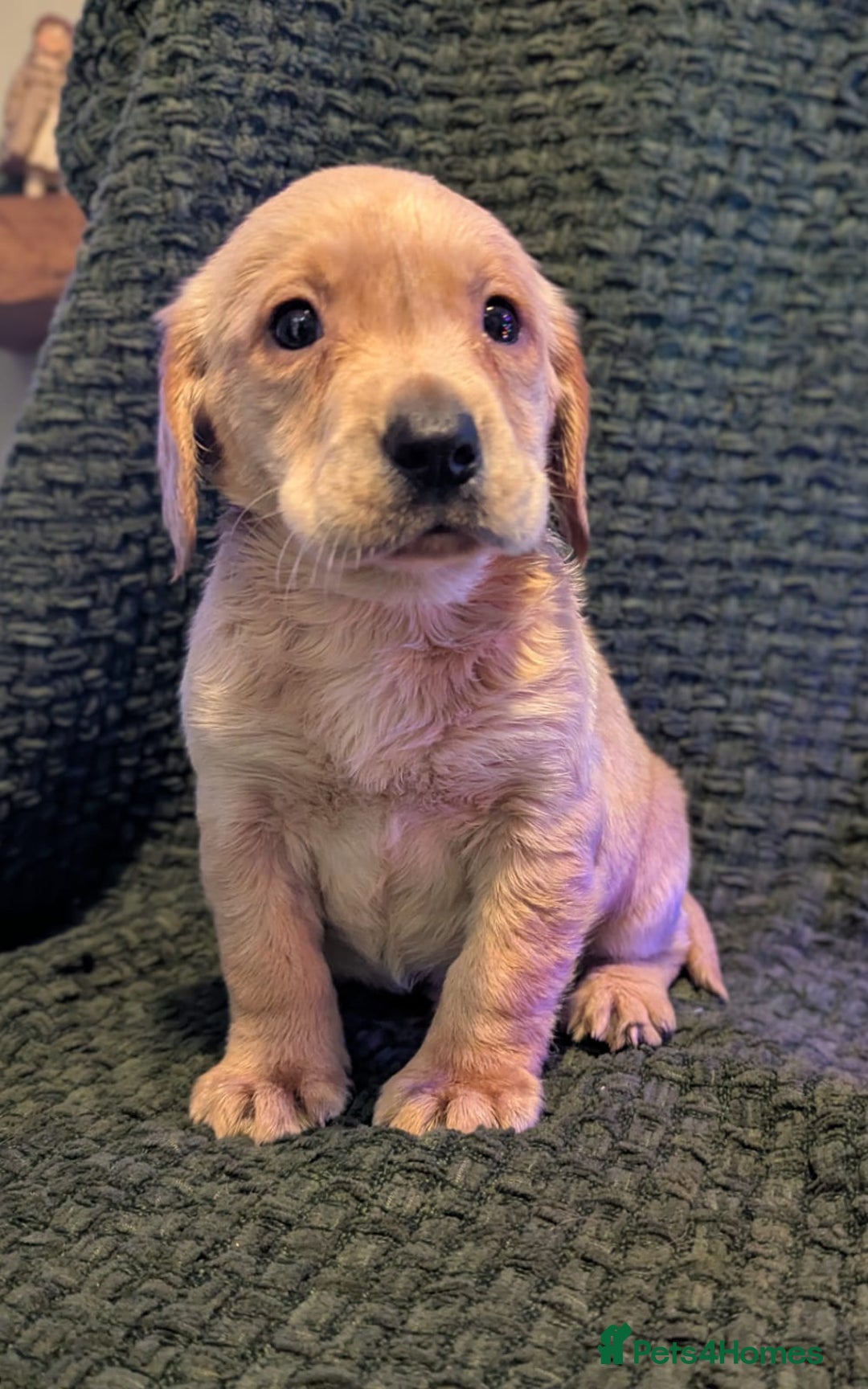 Cockerdor dogs for sale: Cockador Puppies - Advert 4