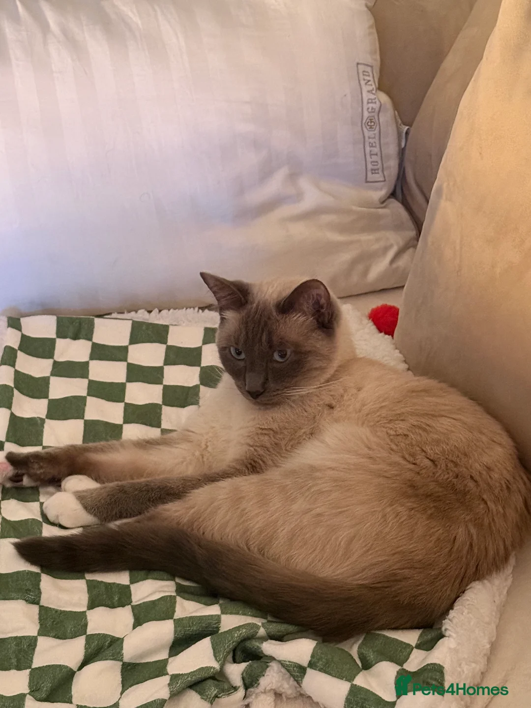 Ragdoll cats for sale: Loving Ragdoll Boy Looking For A Furrever Home - Advert 2