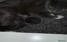 Domestic Shorthair cats for sale: Kittens looking for their new home - Image 7