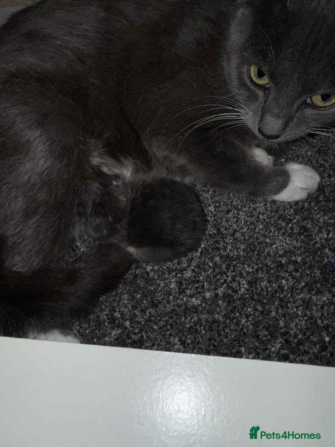 Domestic Shorthair cats for sale: Kittens looking for their new home - Image 7