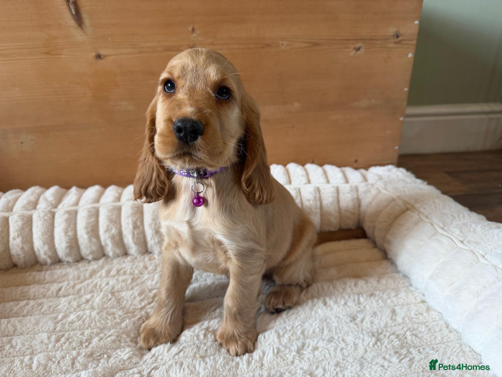 Cocker Spaniel dogs KC Registered Gold Show Type Cocker Spaniels  - Advert 1