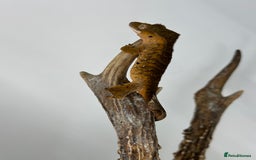 Gecko reptiles for sale: Young crested geckos various morphs Unsexed  - Image 7