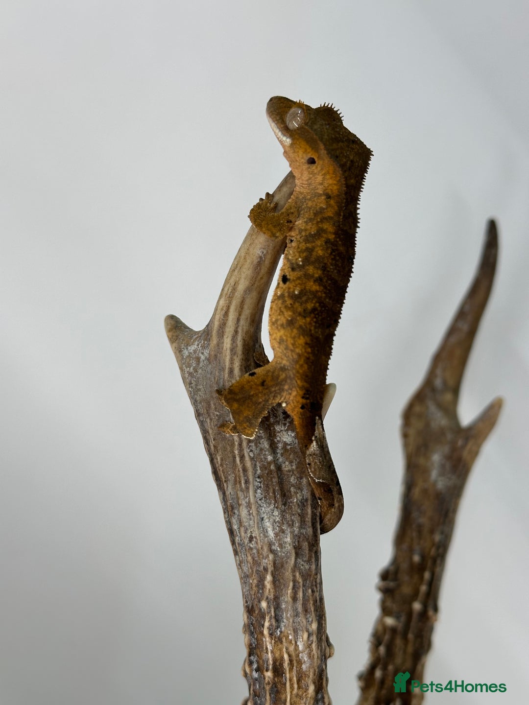 Gecko reptiles for sale: Young crested geckos various morphs Unsexed  - Image 7