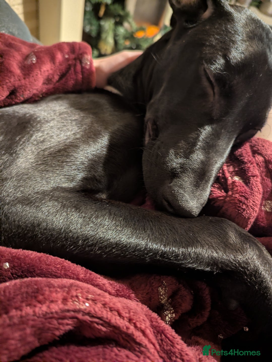 Mixed Breed dogs for sale: Doberman x Lurcher, Cosmo - Advert 3