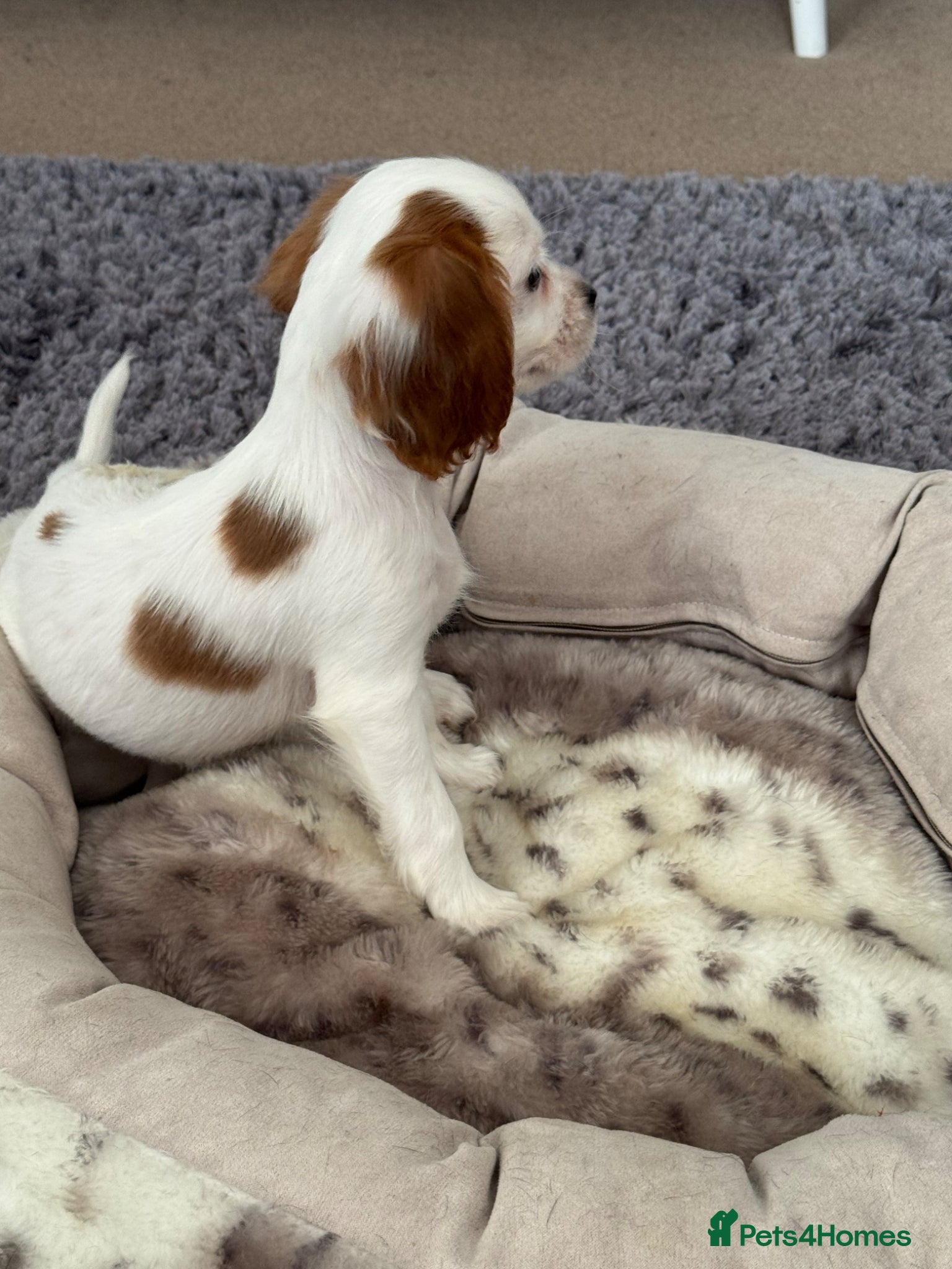 Cavalier King Charles Spaniel dogs Cavalier Puppies - Advert 13