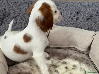 Cavalier King Charles Spaniel dogs Cavalier Puppies - Advert 13