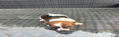 Jack Russell Puppy 2