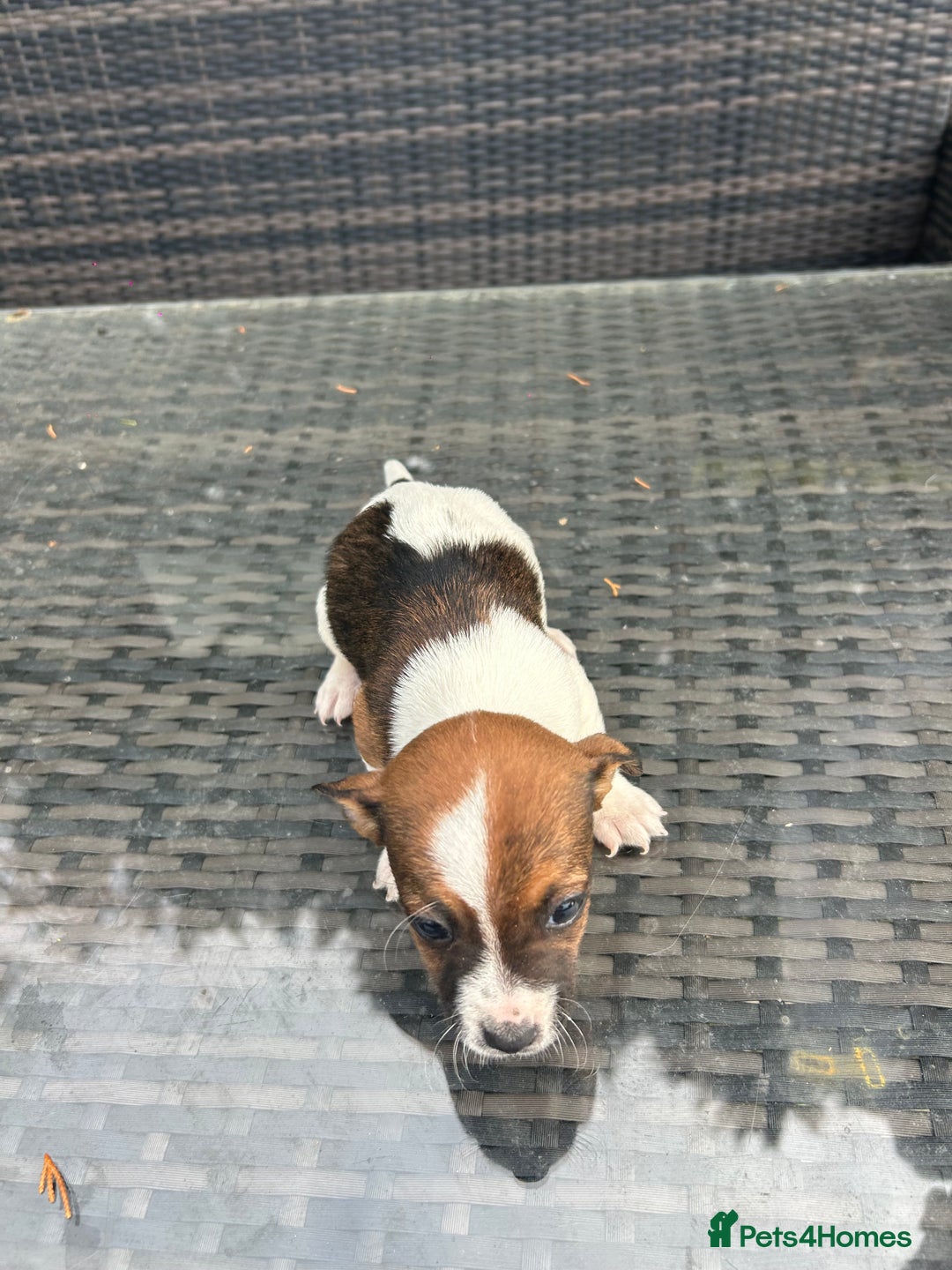 Jack Russell dogs for sale: Adorable jack Russell puppies  - Advert 8