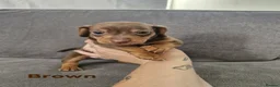 Mixed Breed dogs for sale: Docker  - Advert 7