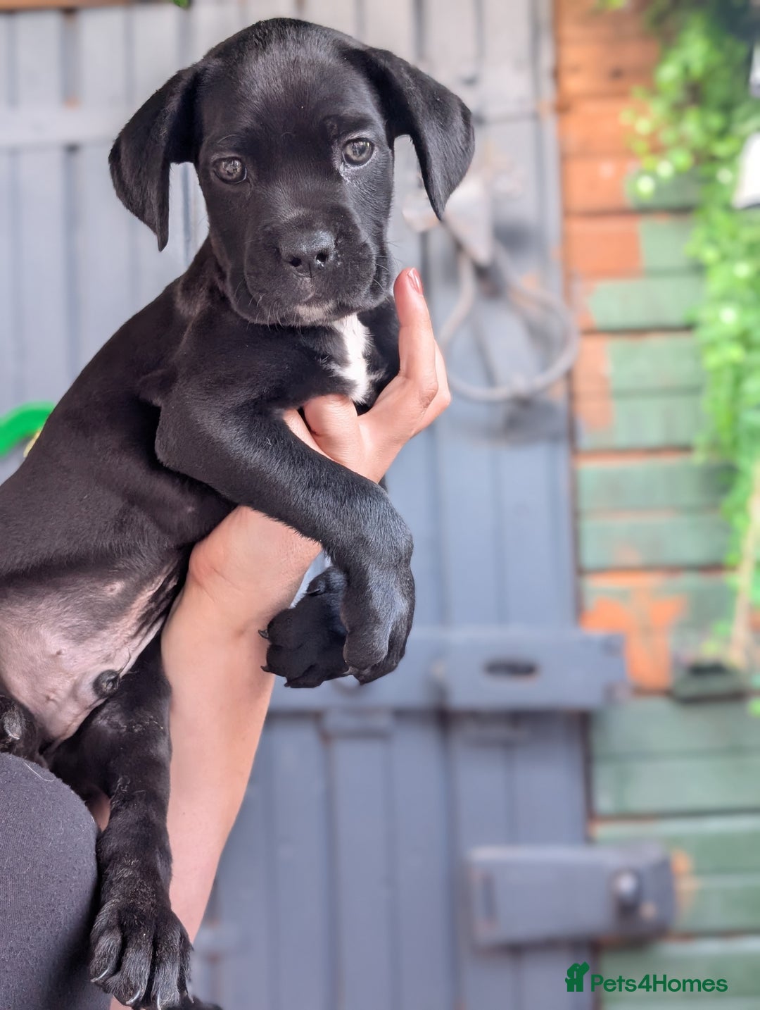 Cane Corso dogs for sale: Champion Lines Cane Corso Puppies *Ready Now** - Advert 16