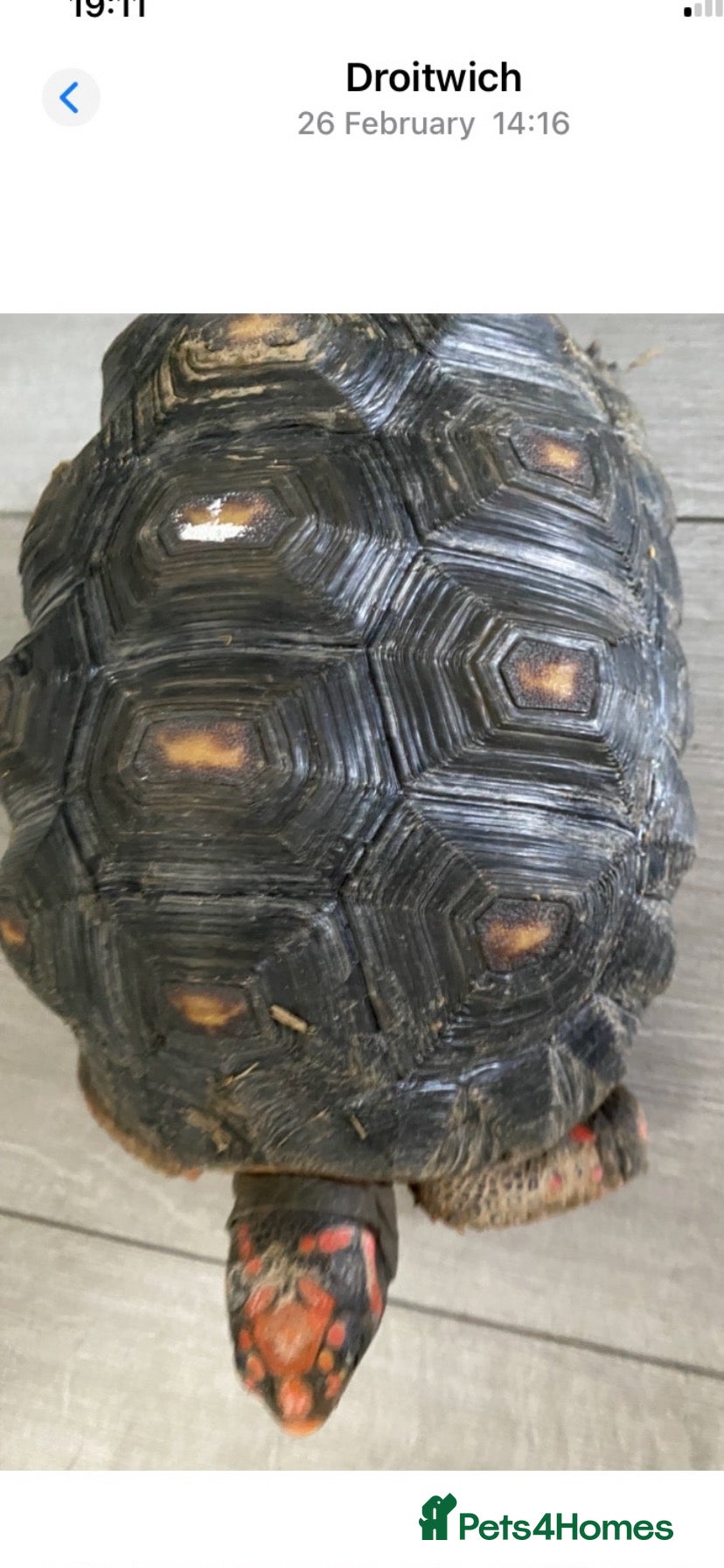 Tortoise reptiles Red footed tortiose - Advert 6