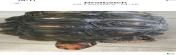 Tortoise reptiles for sale: Red footed tortiose in Droitwich - Advert 1