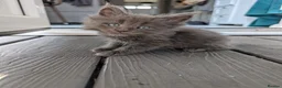 Maine Coon cats for sale: Stunning Maine Coon Kittens in Hastings - Advert 4