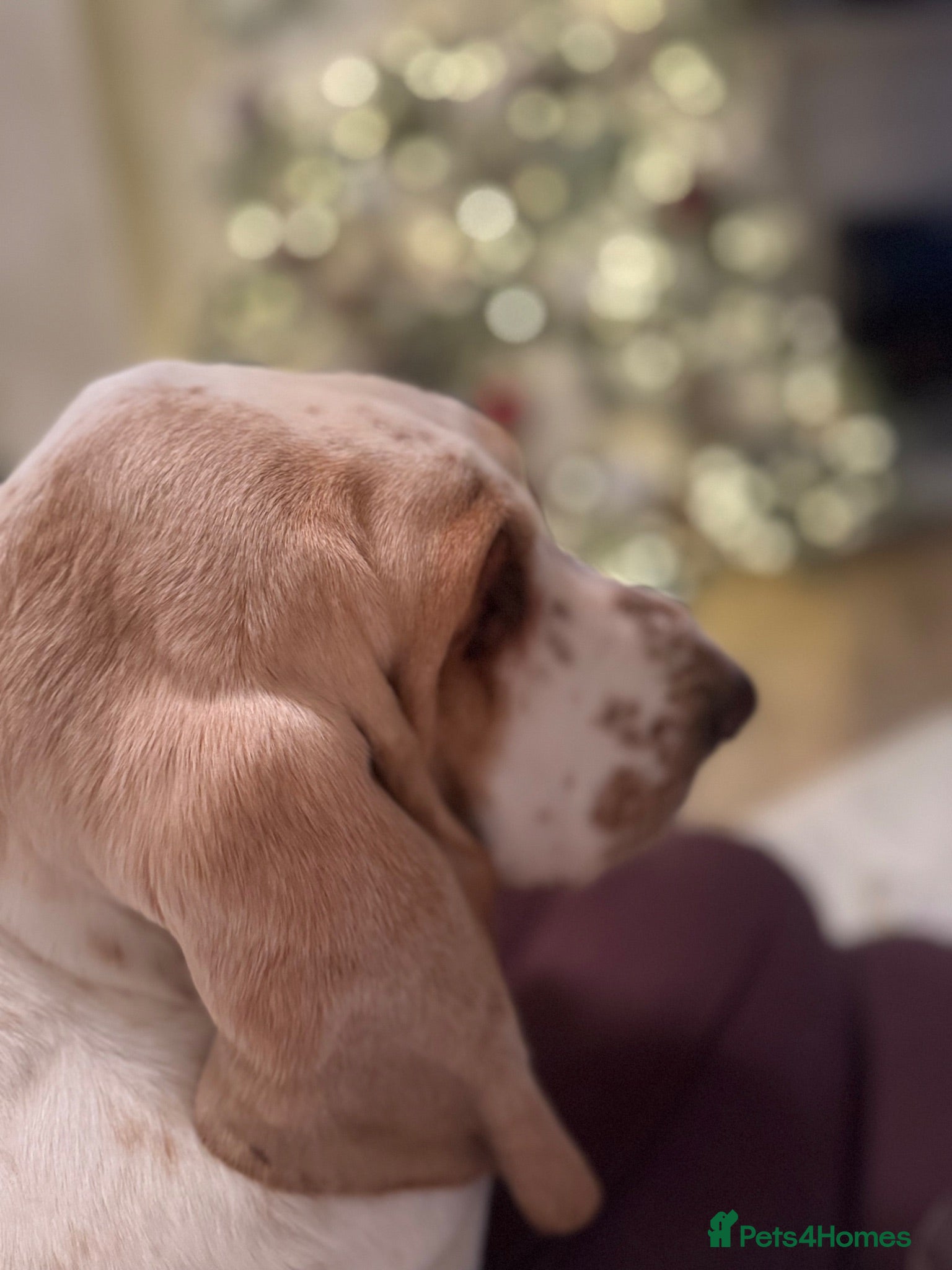 Basset Hound dogs QUALITY KC LITTER OF BASSET PUPPYS - Advert 17