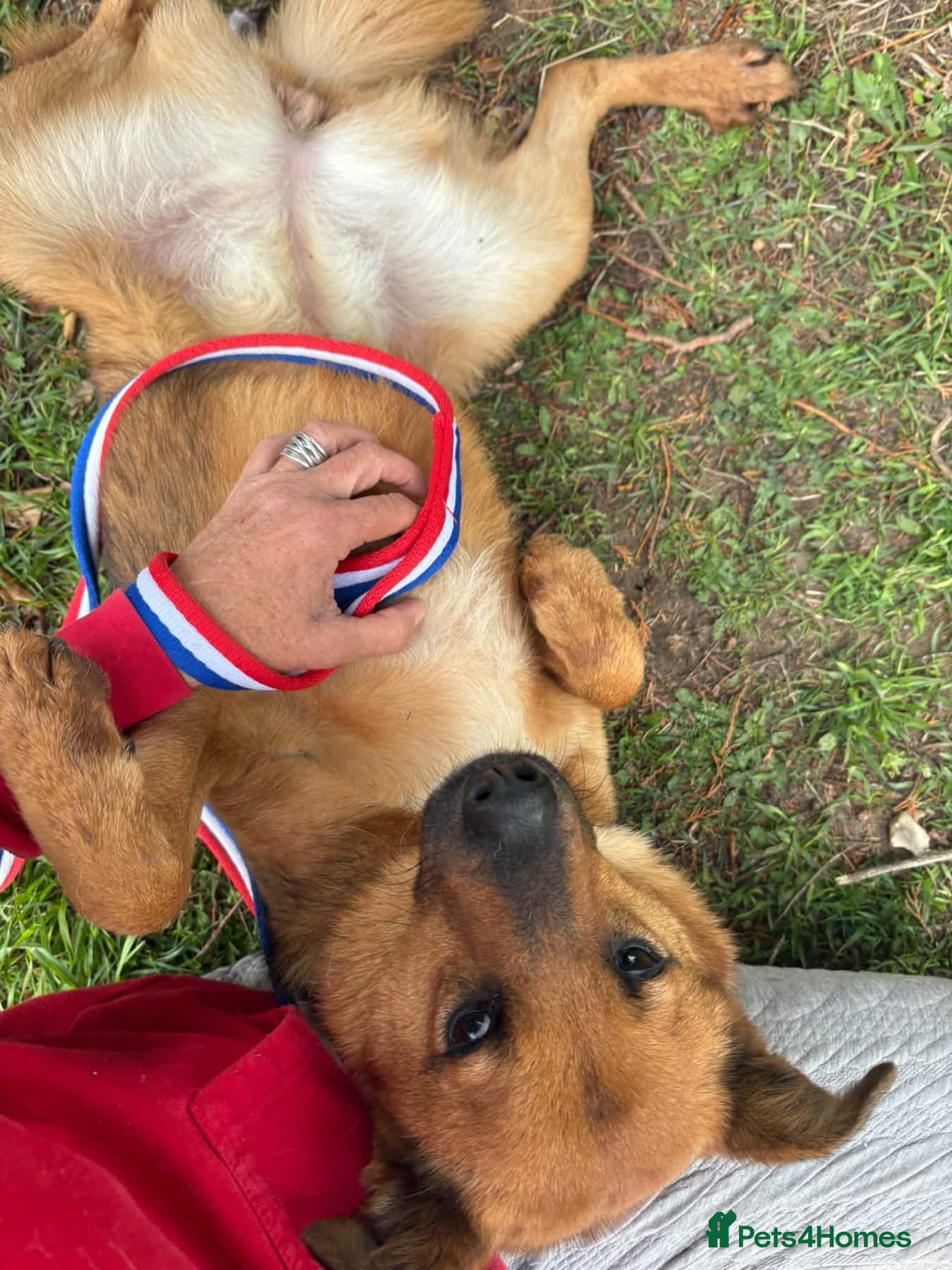 Mixed Breed dogs Roca - Norwich Norfolk  - Advert 1