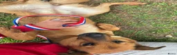 Mixed Breed dogs for adoption: Roca - Norwich Norfolk  - Advert 1
