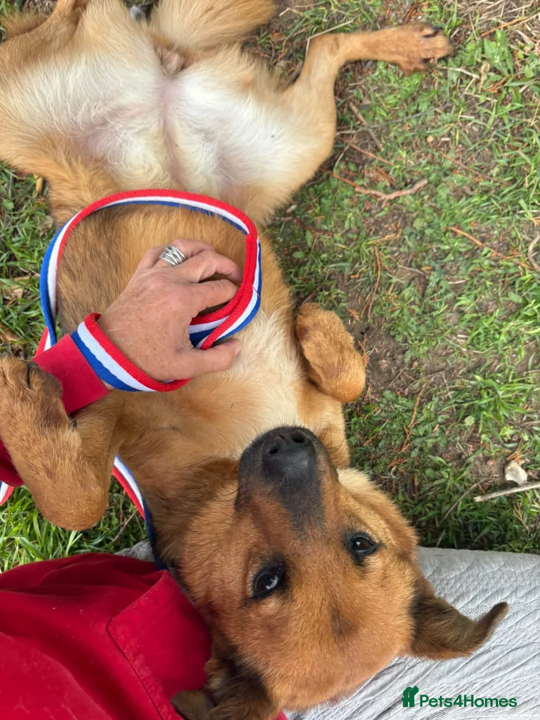 Mixed Breed dogs for adoption: Roca - Norwich Norfolk  - Advert 1