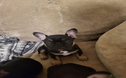 French Bulldog dogs for sale: Beautiful frenchie puppies  - Image 3