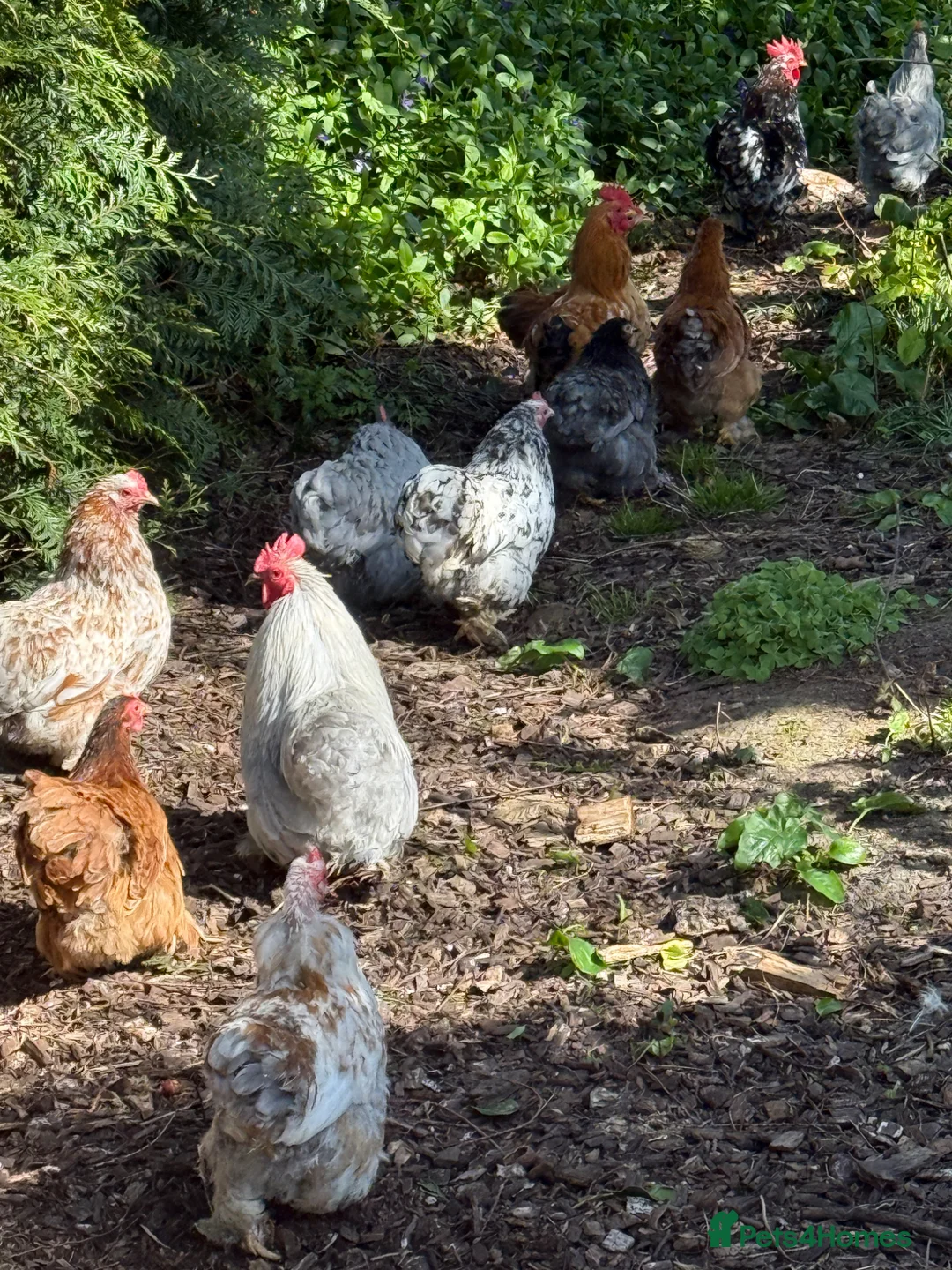 Hens poultry for sale: Pekin bantam  - Advert 2