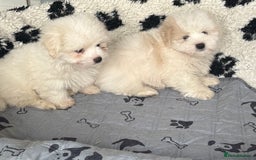 Coton De Tulear dogs for sale: Coton de tulear male pups  - Image 4