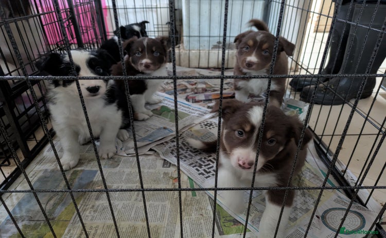 Border Collie dogs - Advert 1