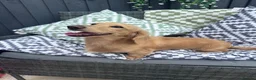 Miniature Dachshund dogs for stud: Stud Cream long hair male Dachshund  - Advert 2