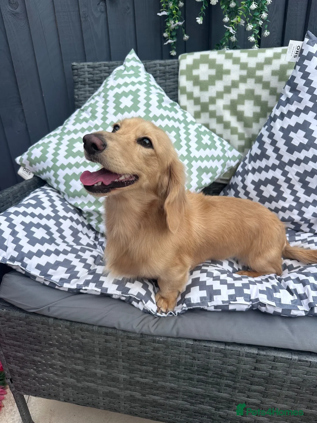 Miniature Dachshund dogs for stud: Stud Cream long hair male Dachshund  - Advert 2