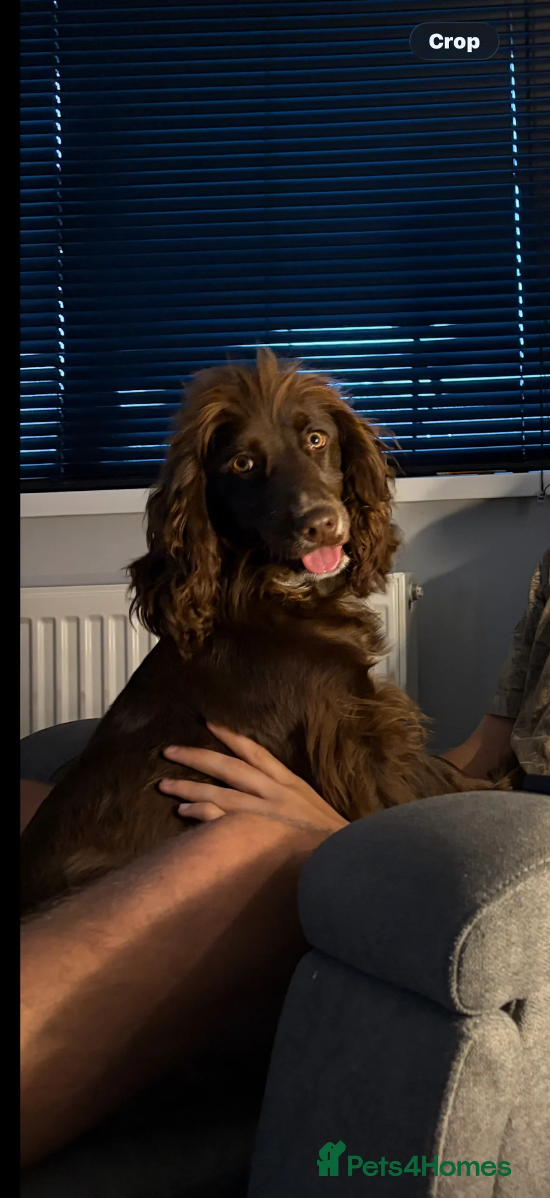 Cocker Spaniel dogs for sale: Dolly - Advert 1