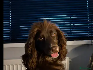 Cocker Spaniel dogs Dolly - Advert 17