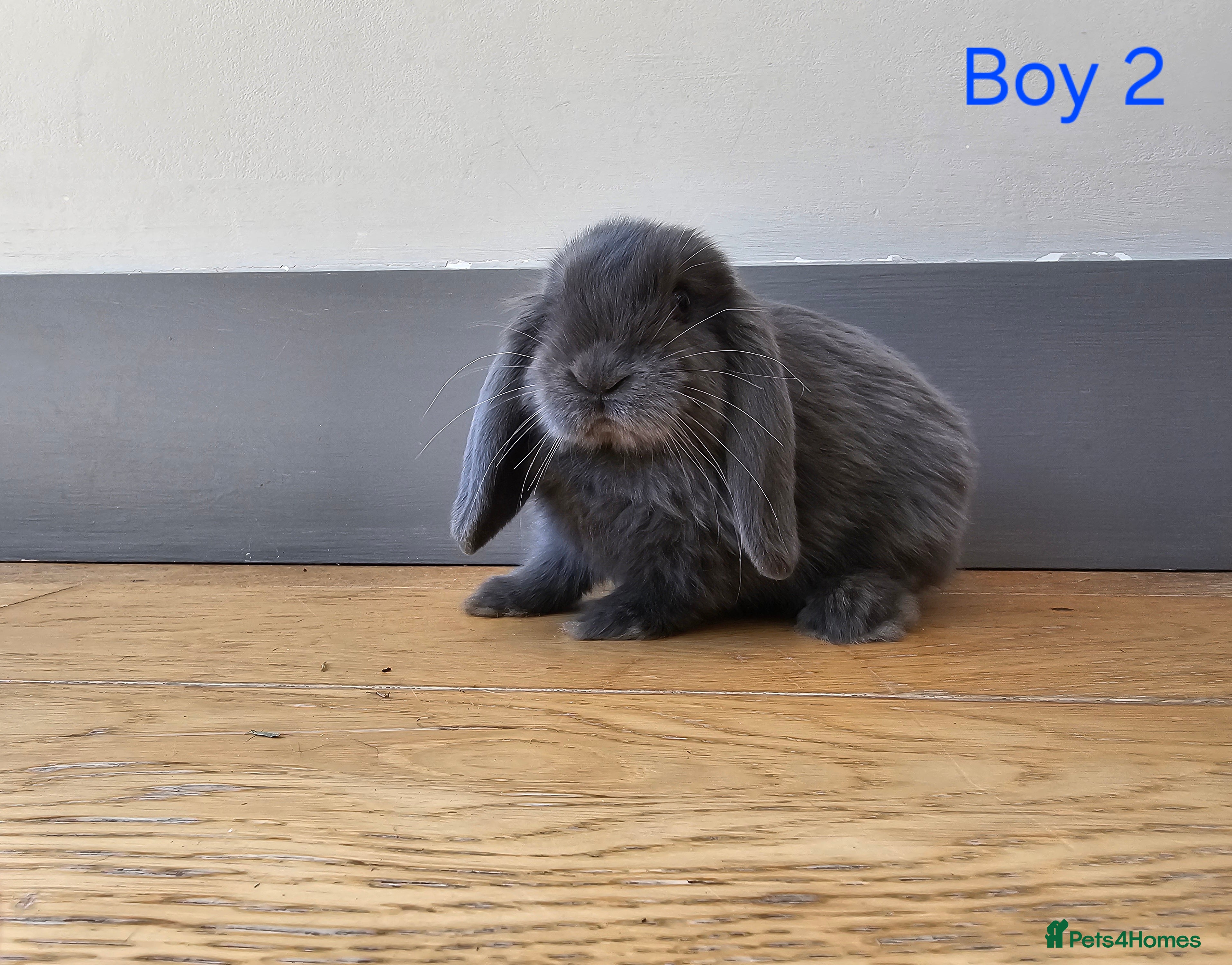 Mini Lop rabbits Mini lop - Advert 9