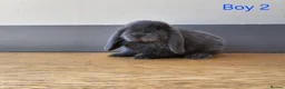 Mini Lop rabbits for sale: Mini lop in Frinton-on-Sea - Advert 1